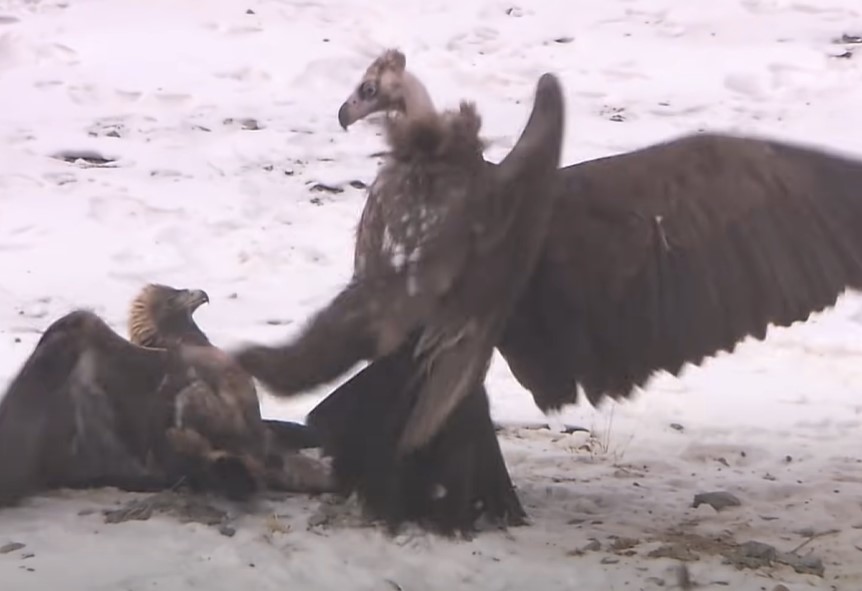 Vultures challenge to attack eagles determined to take their prey from ...