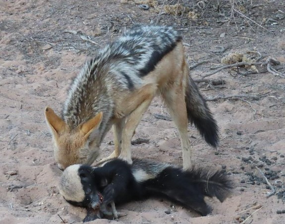 The honey badger does not acc𝑒pt being bulli𝑒d by jackals, so it ...