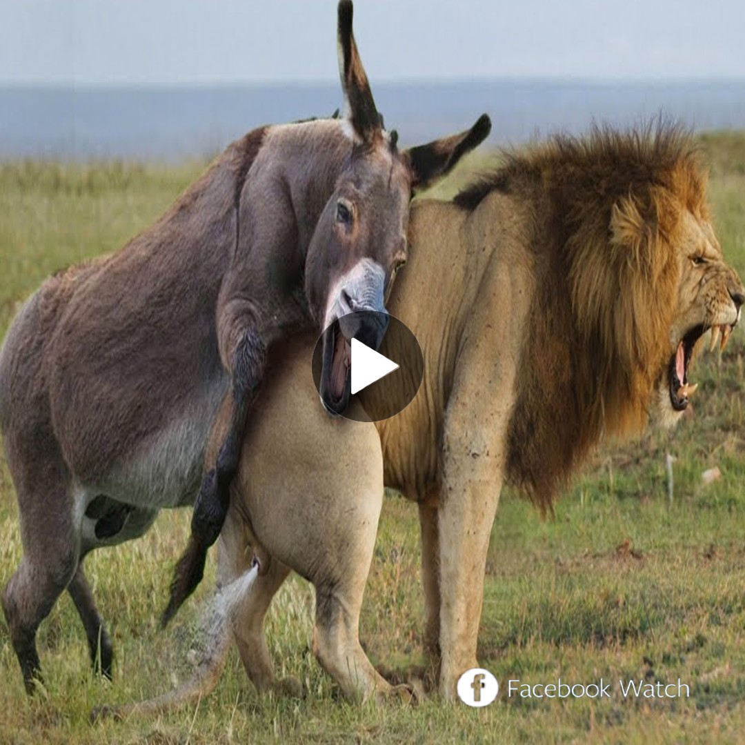 lion vs donkey